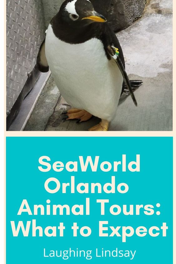 SeaWorld Orlando Animal Tours